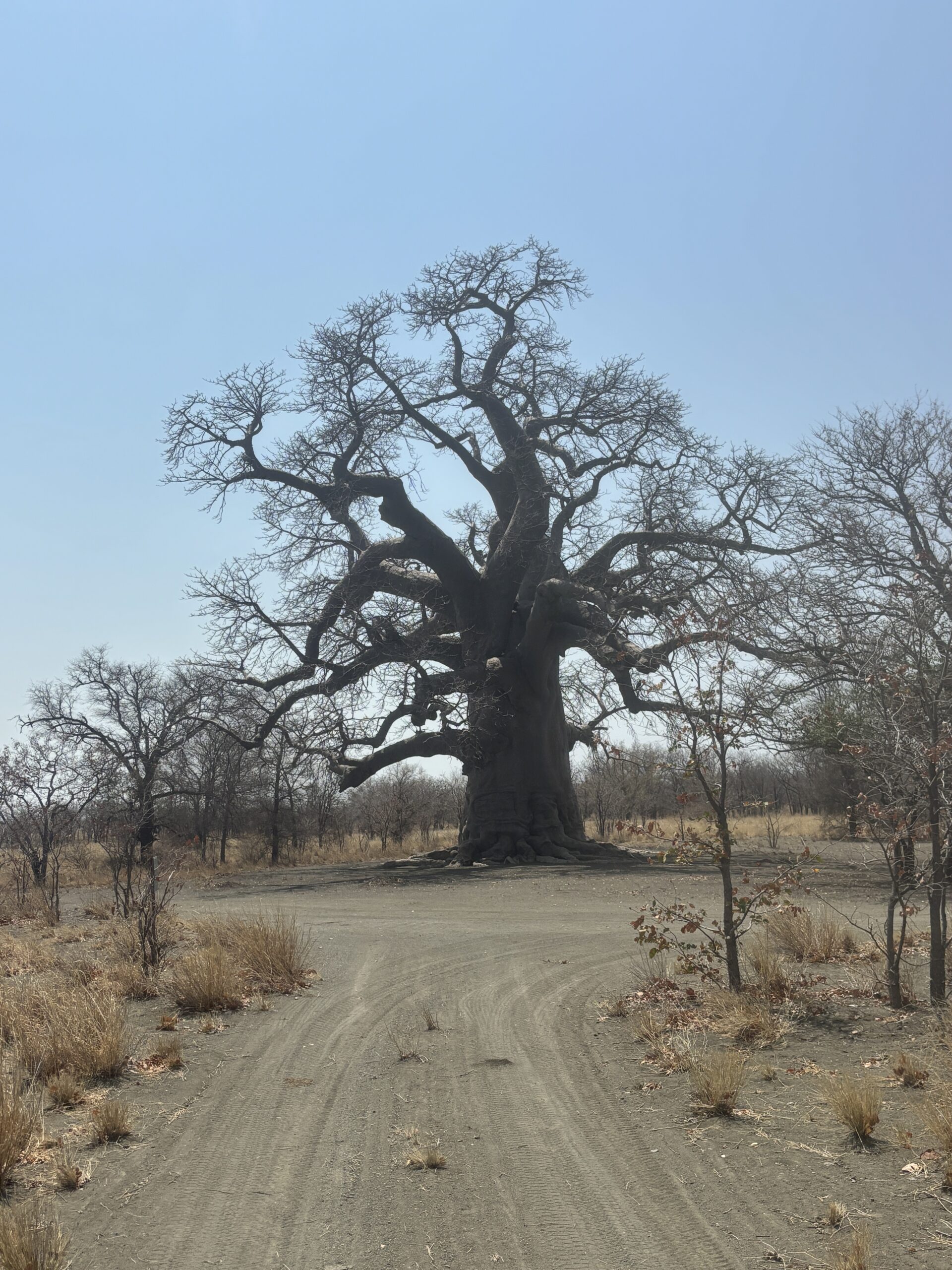 Die Makgadikgadi Pans - Kukonje Island - Baobabtree